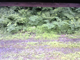 長野県菅平高原 ゆたか山荘 東側(坂下) 2026/06/30 09:45