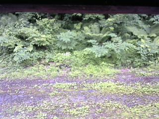 長野県菅平高原 ゆたか山荘 東側(坂下) 2026/06/30 10:45