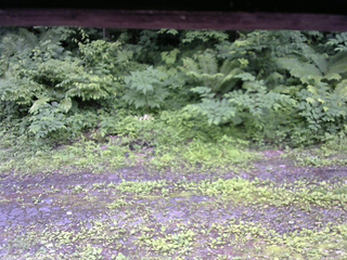 長野県菅平高原 ゆたか山荘 東側(坂下) 2026/06/30 12:15