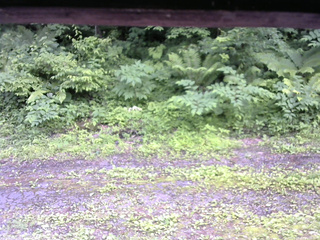 長野県菅平高原 ゆたか山荘 東側(坂下) 2026/06/30 15:00