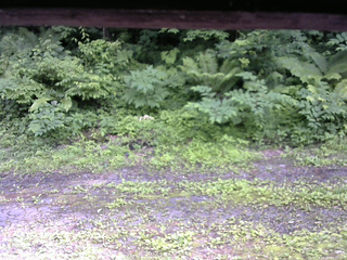長野県菅平高原 ゆたか山荘 東側(坂下) 2026/06/30 15:15