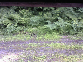 長野県菅平高原 ゆたか山荘 東側(坂下) 2026/06/30 15:30