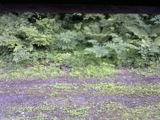 長野県菅平高原 ゆたか山荘 東側(坂下) 2026/06/30 15:45