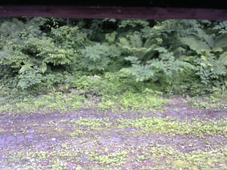 長野県菅平高原 ゆたか山荘 東側(坂下) 2026/06/30 16:15