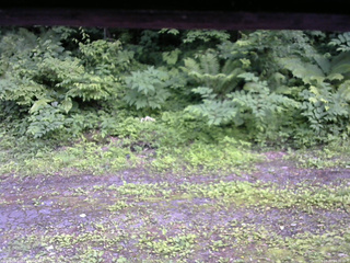 長野県菅平高原 ゆたか山荘 東側(坂下) 2026/06/30 16:30