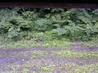 長野県菅平高原 ゆたか山荘 東側(坂下) 2026/06/30 17:15
