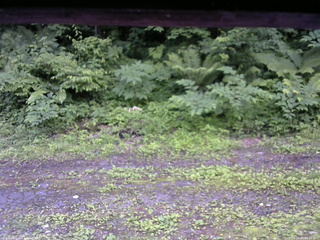 長野県菅平高原 ゆたか山荘 東側(坂下) 2026/06/30 18:00