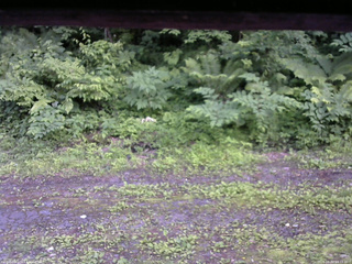 長野県菅平高原 ゆたか山荘 東側(坂下) 2026/06/30 18:15