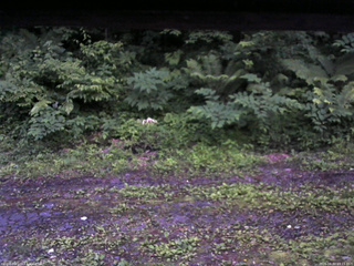 長野県菅平高原 ゆたか山荘 東側(坂下) 2026/06/30 19:15