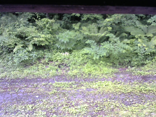 長野県菅平高原 ゆたか山荘 東側(坂下) 2026/07/01 06:45