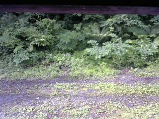 長野県菅平高原 ゆたか山荘 東側(坂下) 2026/07/01 07:30