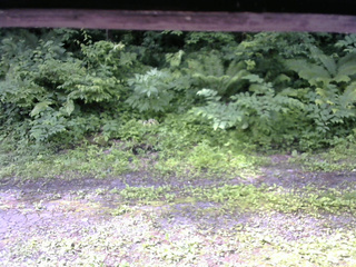 長野県菅平高原 ゆたか山荘 東側(坂下) 2026/07/01 08:45