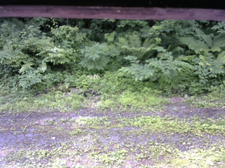 長野県菅平高原 ゆたか山荘 東側(坂下) 2026/07/01 09:15