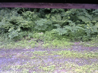長野県菅平高原 ゆたか山荘 東側(坂下) 2026/07/01 09:30