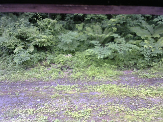 長野県菅平高原 ゆたか山荘 東側(坂下) 2026/07/01 10:15