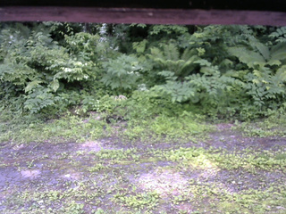 長野県菅平高原 ゆたか山荘 東側(坂下) 2026/07/01 10:45