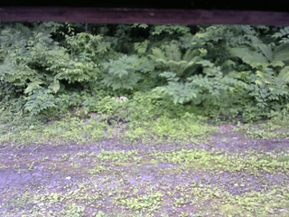 長野県菅平高原 ゆたか山荘 東側(坂下) 2026/07/01 11:15