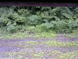 長野県菅平高原 ゆたか山荘 東側(坂下) 2026/07/01 11:30