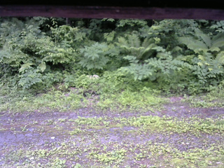 長野県菅平高原 ゆたか山荘 東側(坂下) 2026/07/01 12:00