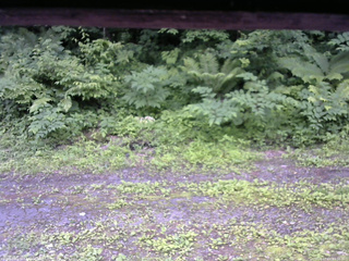長野県菅平高原 ゆたか山荘 東側(坂下) 2026/07/01 12:30