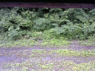 長野県菅平高原 ゆたか山荘 東側(坂下) 2026/07/01 14:30