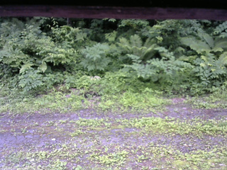 長野県菅平高原 ゆたか山荘 東側(坂下) 2026/07/01 14:45