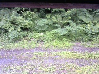 長野県菅平高原 ゆたか山荘 東側(坂下) 2026/07/01 15:45