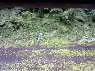 長野県菅平高原 ゆたか山荘 東側(坂下) 2026/07/02 08:15