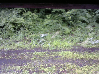 長野県菅平高原 ゆたか山荘 東側(坂下) 2026/07/02 08:30