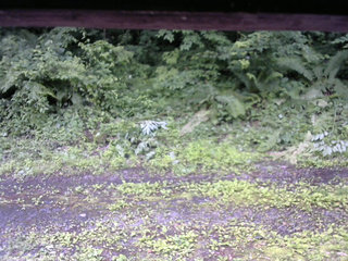 長野県菅平高原 ゆたか山荘 東側(坂下) 2026/07/02 11:00