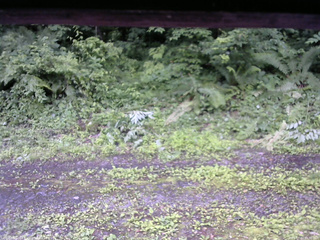 長野県菅平高原 ゆたか山荘 東側(坂下) 2026/07/02 11:30