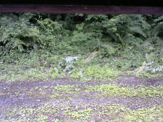 長野県菅平高原 ゆたか山荘 東側(坂下) 2026/07/02 13:15