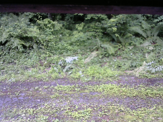 長野県菅平高原 ゆたか山荘 東側(坂下) 2026/07/02 15:00