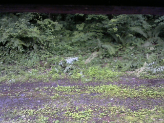 長野県菅平高原 ゆたか山荘 東側(坂下) 2026/07/02 18:00