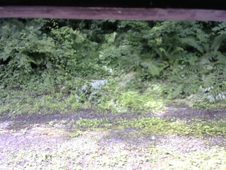長野県菅平高原 ゆたか山荘 東側(坂下) 2026/07/03 08:45