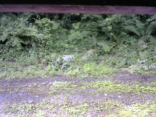 長野県菅平高原 ゆたか山荘 東側(坂下) 2026/07/03 09:15