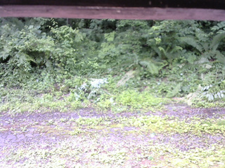 長野県菅平高原 ゆたか山荘 東側(坂下) 2026/07/03 10:00