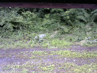 長野県菅平高原 ゆたか山荘 東側(坂下) 2026/07/03 12:30