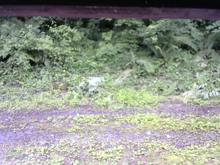 長野県菅平高原 ゆたか山荘 東側(坂下) 2026/07/03 12:45