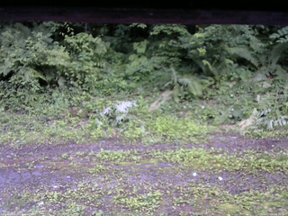 長野県菅平高原 ゆたか山荘 東側(坂下) 2026/07/03 18:30