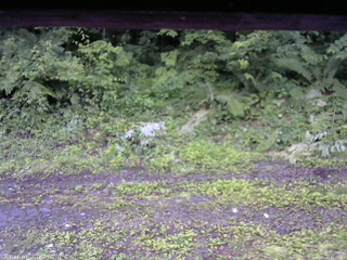 長野県菅平高原 ゆたか山荘 東側(坂下) 2026/07/04 05:15