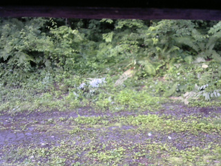 長野県菅平高原 ゆたか山荘 東側(坂下) 2026/07/04 06:15