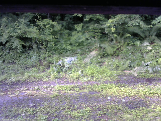 長野県菅平高原 ゆたか山荘 東側(坂下) 2026/07/04 06:30