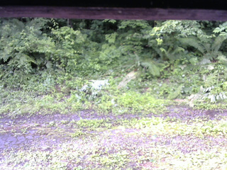 長野県菅平高原 ゆたか山荘 東側(坂下) 2026/07/04 07:00