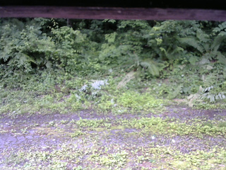 長野県菅平高原 ゆたか山荘 東側(坂下) 2026/07/04 08:45