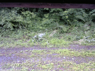 長野県菅平高原 ゆたか山荘 東側(坂下) 2026/07/04 09:45