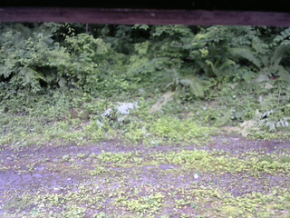 長野県菅平高原 ゆたか山荘 東側(坂下) 2026/07/04 10:00