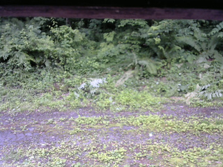 長野県菅平高原 ゆたか山荘 東側(坂下) 2026/07/04 10:30