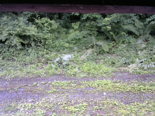 長野県菅平高原 ゆたか山荘 東側(坂下) 2026/07/04 11:15