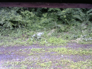 長野県菅平高原 ゆたか山荘 東側(坂下) 2026/07/04 11:30